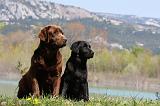 LABRADOR 1077